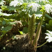 Brazilian Giant-rhubarb